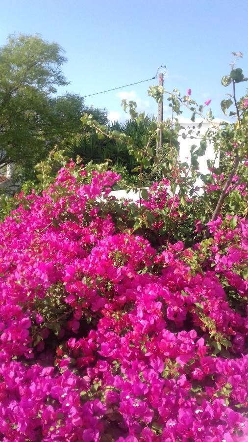 Pensao Algarve Bed & Breakfast Sao Bras de Alportel Bagian luar foto